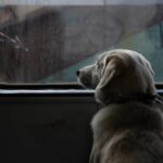 Traveling with your dog