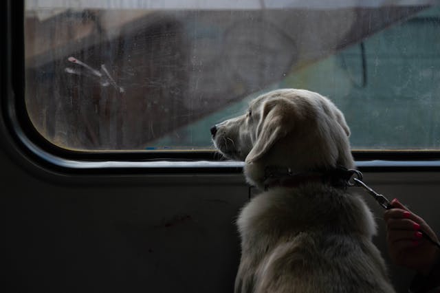 Traveling with your dog